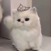 โบว์~~😻😽
