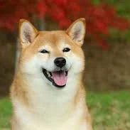 ทาโร่