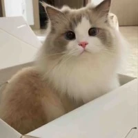 เเอดเองน้าบ