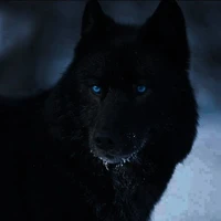 Lobo JM
