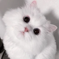 ระบบเเมวเหมียวว😺