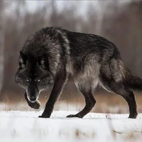 lobo