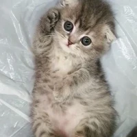 gatito