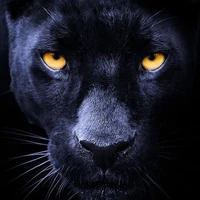 Black Panther Liam