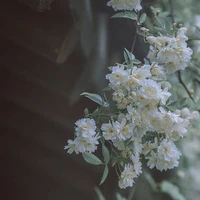 เเอดเอง