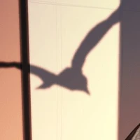 crow
