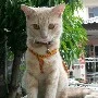 อ้าย แอดเอง