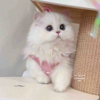 โมจิ(แมวนางเอก)
