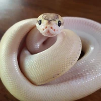 งู