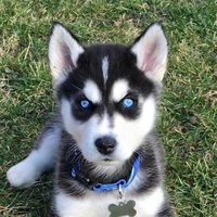 Kai