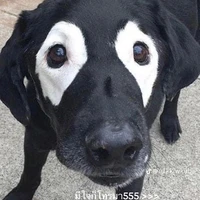 โบ้