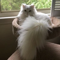 เชว