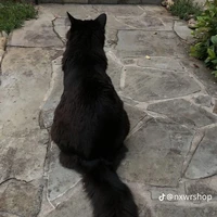 เมชิ(ร่างเดิม)