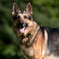 german shepherd/Victorious