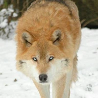 Lobo (Alfa)