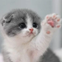 คอฟฟี่(แมวน.อ.)
