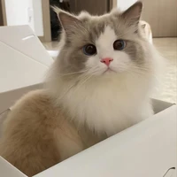 estela