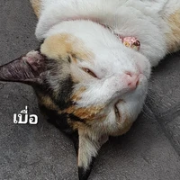 เป็นทุกอย่างให้เธอแล้ว
