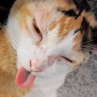 แอดเหมียว