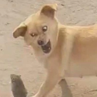 ปลาทูน่า