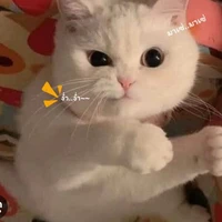 แอดเองคับ
