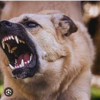 Anjing
