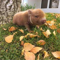 BOBO(Louis pet piggy)