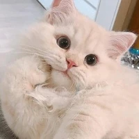 มิว(นอ.ร่างแมว)​