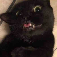 🐈‍⬛🌕