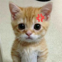 แมวโง่สาขา4