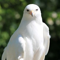 มันคืออีกา