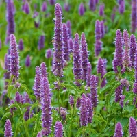 แพทชูลี