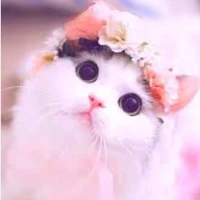 Your Cute author