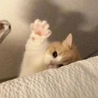 ไข่มุก "สัตว์เลี้ยงของนอ."