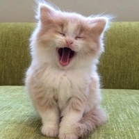 Kitten