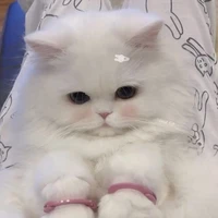 แอด🐰💗