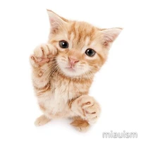 เเมวของน.อ
