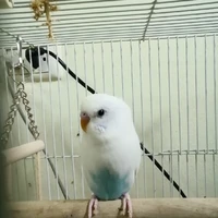 เซอรัส