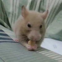 ออกัส
