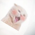 เเอด