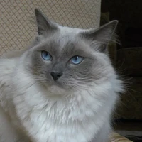 Bella