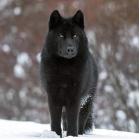 Lobo/Dom