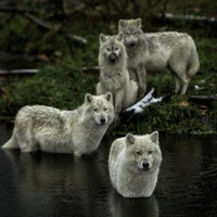 wolf clan