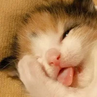 your silly author 😜