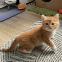 แมว