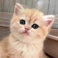 ชูก้า🍭