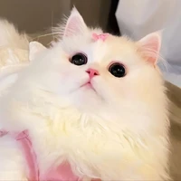 เเอดดด