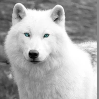 lobo