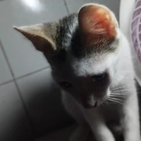 Autora