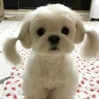 แอด
